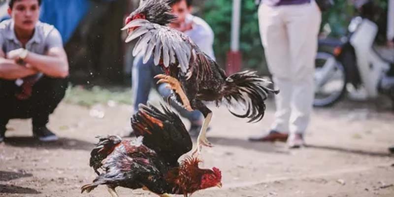 Lý do nên chọn tham gia tại đá gà 23win